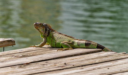 An iguana sunbathing at Miami, Florida, USA