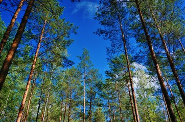 trees in the forest