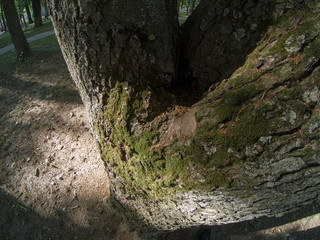 old tree in forest