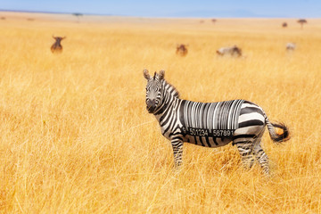 Zebra with bar code on the back concept in field