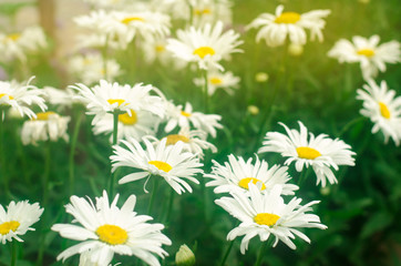 Fototapeta premium Beautiful large white chamomile grow in the garden on a sunny day. Gardening. Amazing flowers. Natural wallpaper. Soft selective focus