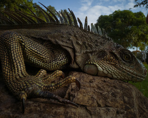 Iguana sobre la roca