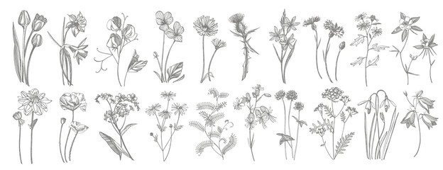 Collection of hand drawn flowers and herbs. Botanical plant illustration. Vintage medicinal herbs sketch set of ink hand drawn medical herbs and plants sketch. - 277747837