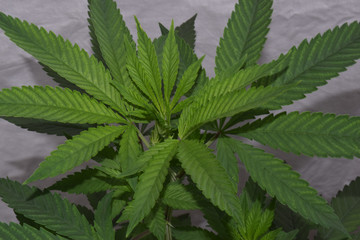 Purple Jager Cannabis Leaf 01