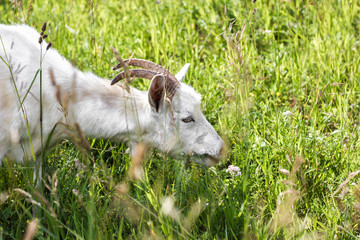 White goat looking at the camera, funny goat, the gaze of the goat.