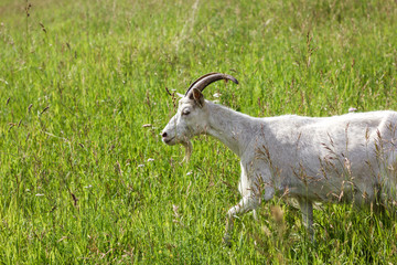 Obraz premium White goat looking at the camera, funny goat, the gaze of the goat.