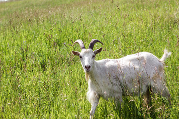 Fototapeta premium White goat looking at the camera, funny goat, the gaze of the goat.