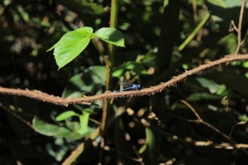 libélula postrada en rama con espinas rodeada de naturaleza