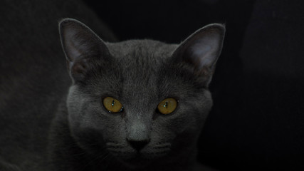 Gato gris