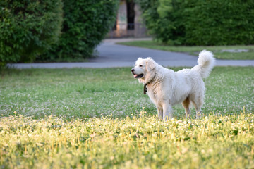 Big white dog in the park