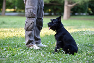 Black dog on the grass near the owner