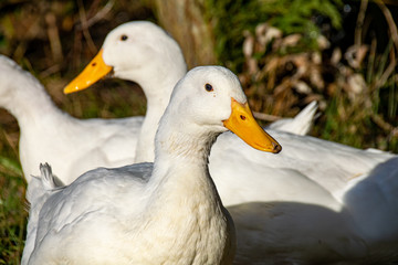 Obraz premium Aylesbury (also known as Long Island, American Pekin or Pekin) ducks searching for food