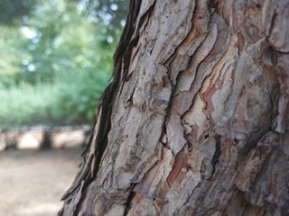 Tree bark in the park.
