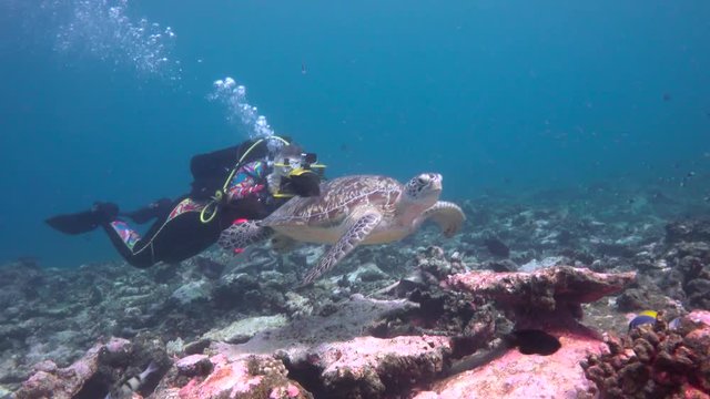 Sea turtle. Fascinating scuba diving on the reefs of the Maldives.