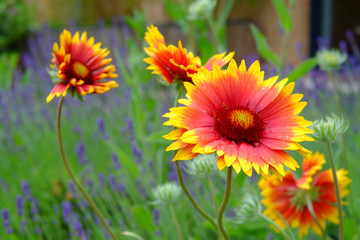 Korkadenblumen in voller Blüte im Sommer