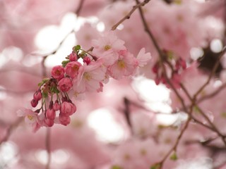 Obraz premium Pink cherry on sky background in spring in Stockholm