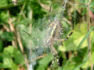 Wespenspinne im Spinnennetz