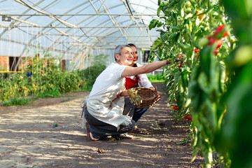 Two women working in greenhouse, harvesting tomatoes in greenhouse.