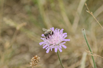 The insect on the purple flower
