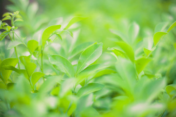 green nature background 