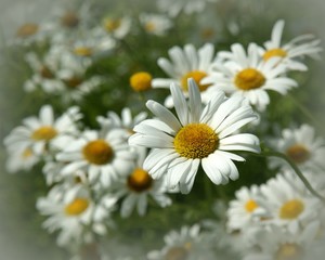 Fototapeta premium daisies in the garden
