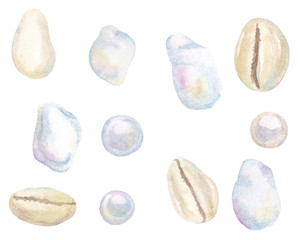 Watercolor hand drawn set with seashells cowrie and baroque pearls isolated on white background
