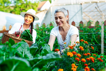 Mother and daughter working in organic vegetable garden
