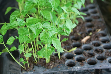 Closeup group of little trees in the plastic pallet at the nursery farm. Organic crop and backyard vegetable concept