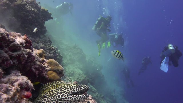 Fascinating scuba diving on the reefs of the Maldives.