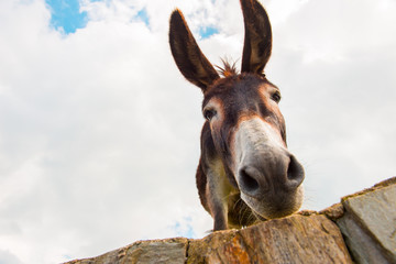 View to donkey standing at cloudy background looking at camera