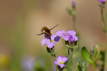 bee on a flower