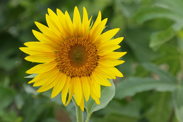 sunflower in the field