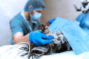 veterinarian anesthesiologist check condition of patient and adjust drug dose