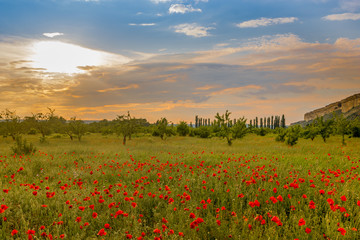 Wild Poppy Field