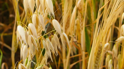 Close up of oat field.