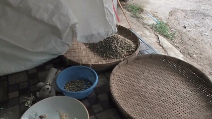 Elderly woman pouring arabica coffee beans from the bag into the round wicker threshing basket or bamboo sieve for sorting through. Quality control and selection on coffee plantation factory of