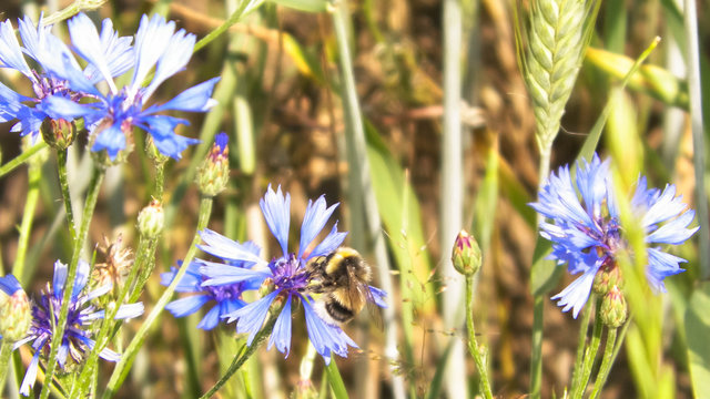 Close up of bumblebee on iris flower.