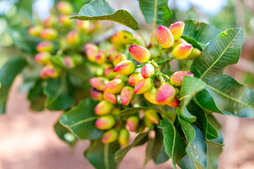 Macro closeup of cluster of pink red yellow pistachio tree nuts branch during sunny summer day...