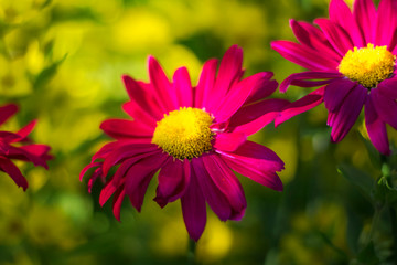 Obraz premium bright dark pink Echinacea flower on soft colorful bokeh background