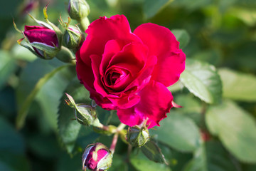 bouquet of red roses growing in the home garden