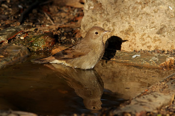 bird in the snow