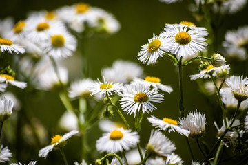 Chamomile flowers on a meadow in summer