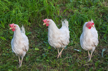 collage three white chicken walking on green juicy grass in the farm yard