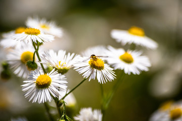 Obraz premium Chamomile flowers on a meadow in summer