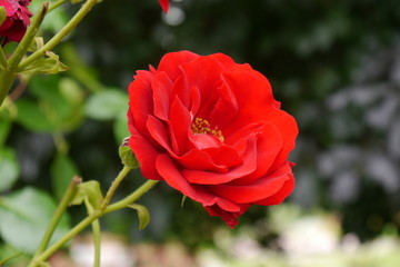 Nahaufnahme einer roten blühenden Rose