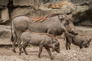 Family portrait of powerful and aggressive Warthogs (Phacochoerus africanus), African wild boars