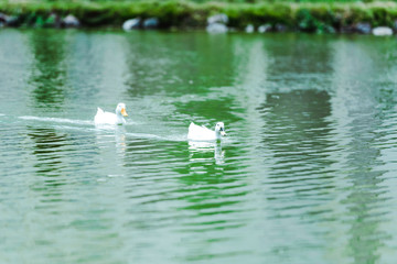 Selective focus of white wild ducks swimming in lake