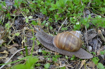 Ślimak winniczek w naturalnym środowisku w maju, Helix pomatia,  Polska
