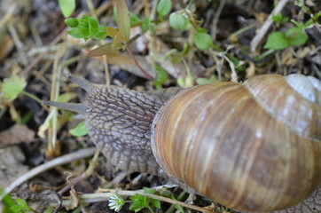 Ślimak winniczek w naturalnym środowisku w maju, Helix pomatia,  Polska © Ewa