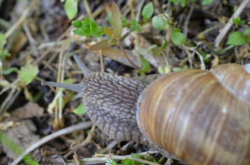 Ślimak winniczek w naturalnym środowisku w maju, Helix pomatia,  Polska © Ewa